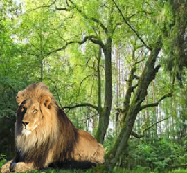ormanlar-krali-aslan