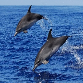 sea-dolphin