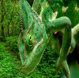 27-chameleon-camouflage.jpg