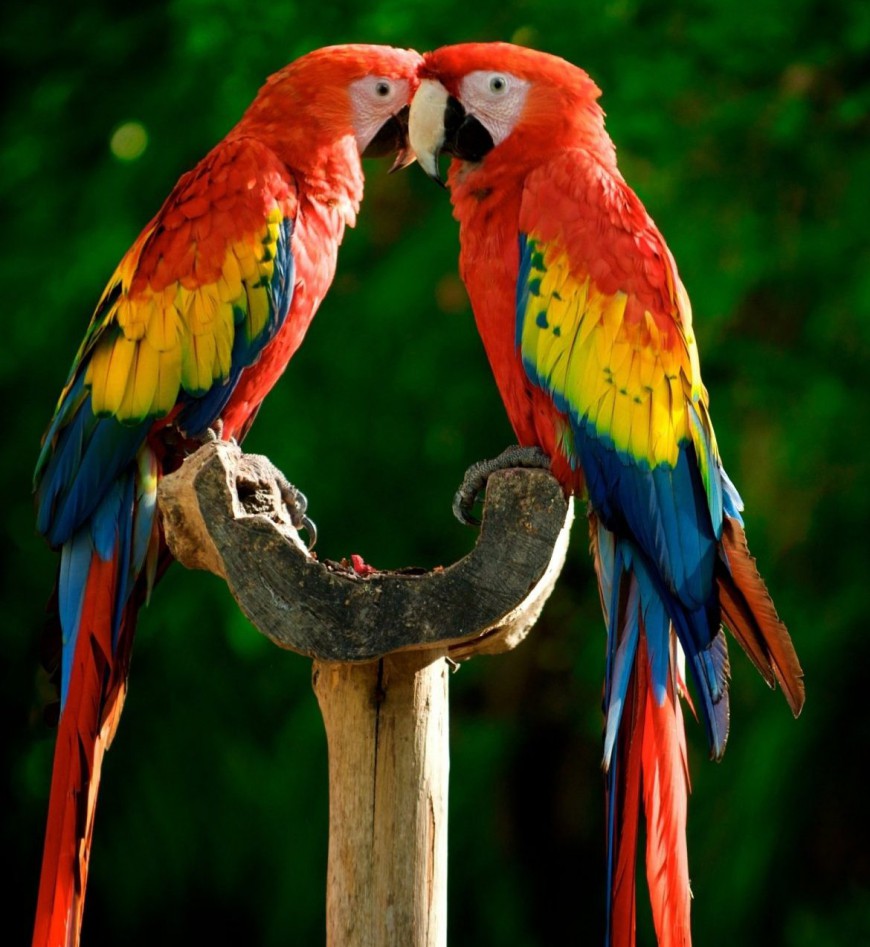 2-parrot-big.jpg